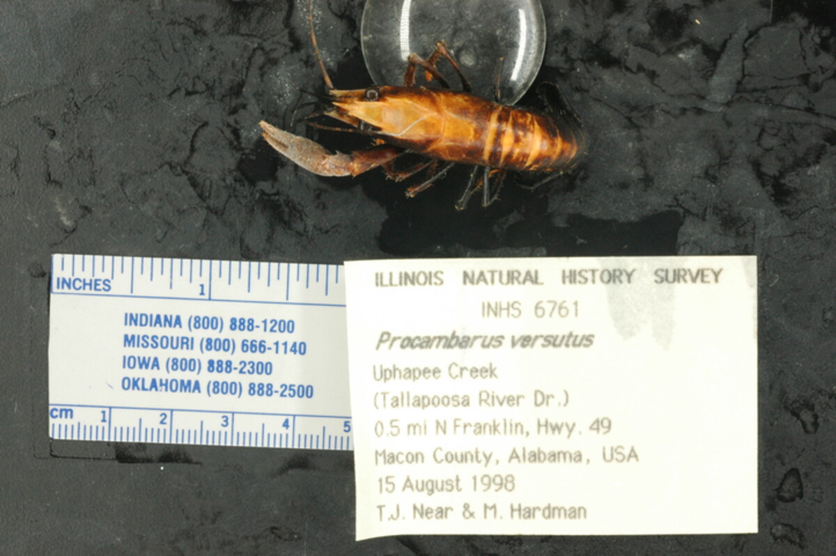 Procambarus versutus image